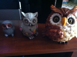 My family of hooters (owls)