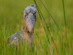 theanimalblog:  The shoebill is a bizarre bird, named because of its big bill. This shot was taken at Mbamba swamp in Uganda.  Photo by Cantay Gok  SHOEBILL!!!
