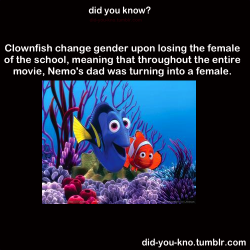 did-you-kno:  Clownfish schools usually have one alpha male and female. They are the only ones allowed to mate. Once the alpha female dies, the alpha male transforms into the alpha female through biological mechanisms. What occurs then is that the highest