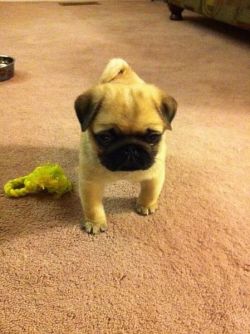 f3tchh:   earl-frank-sun:  girlspines:  pregnat4:  k1mkardashian:  thatsmoderatelyraven:  i thought this was a chicken with its hands on its hips  omfg   IM TRYING SO HARD TO SEE THE CHICKEN BUT ALL I SEE IS A PUG???    that is one sassy chicken  oh