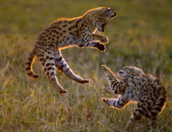magicalnaturetour:  Serval cubs play in the Masai Mara. (Paul Goldstein / Exodus / Rex Features) (via Animals in flight: NEWS IN PICTURES) :)