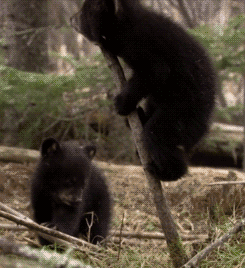 headlikeanorange:  American black bear cubs. (Planet Earth Live - BBC) 