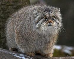 iamrickyhoover:  birdonwing:  masterofpowerslaves:  rec0rrupted:  My absolute favourite cat ever. This is a manul, or pallas cat. Found in the Afghan mountains, they’re one of the oldest pure-blood cousins of our own goggies.  they look like fat balls