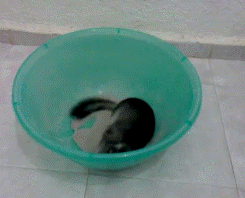 fiftyshadesofdebauchery:  kvotheunkvothe:     Animal fun fact: Chinchillas can’t get wet. Their fur retains too much water and will start to grow mold. So they bathe by rolling around in dust.  Chinchilla fun fact: Chinchillas have around 20 hairs per