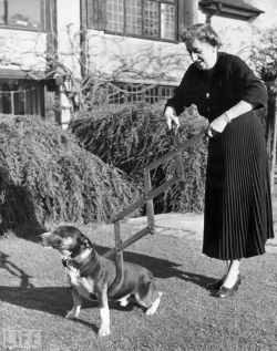 Dog Restrainer, 1940.