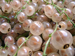 infinitybusiness:  treespeech:  White currants  Did anybody else think of those punchballoons with an elastic band on them. Or those hamster balls that kids run around it on water. 
