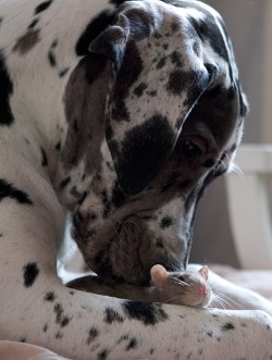 aplacetolovedogs:  thirtlife Great Dane and his tiny little friend :)   