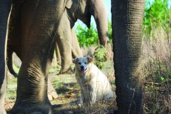 dogjournal:  AN ELEPHANT REMEMBERS HER LATE CANINE FRIEND -“Tarra picked up the mortally wounded dog with her trunk and carefully carried her back to the barn which they had shared together.”  Bella the dog and Tarra the elephant were best friends