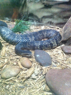 This was a large and in charge cottonmouth at Cameron park zoo