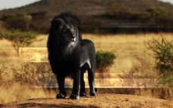 dysania-of-the-heart:  Melanism is the opposite of albinism. Albinism is the lack of pigmentation and melanism is a dark pigment excess, that turns skin black. Anyway, this is beautiful.