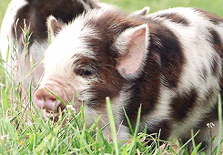 10 Pigs That Prove Pigs are Insanely Adorable