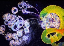 molecularlifesciences:  natureofnature:  Drosophila melanogaster Testis and Sperm  Sexy 
