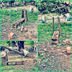Got to work out, #islandstyle lmfao💪. #workout #fitness #benchpress #philippines  (Taken with Instagram)