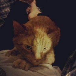 Mah kitty on mah lap :) (Taken with Instagram)