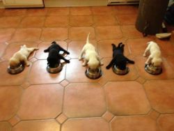 bootycaller:  LOOK AT THEIR LITTLE LEGS THEY BARELY KNOW HOW TO STAND THEY’RE SO EXCITED FOR FOOD OHY GOD 