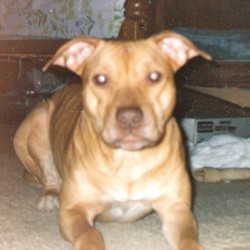 Felony she was the only dog I&rsquo;ve ever known that could be treated like a person. You would talk to her like you would a friend. People would ask to keep her on the weekends like a kid. Killed by the pigs, shot over 15 times! Only thing in this world