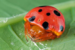 beastlyart:   manfurarm:   nevver:   Ladybird Mimic Spider    #fucking spiders man #ANYTHING could be a spider #you reach into your fridge and pull out a popsicle SURPRISE IT’S ACTUALLY A FUCKING POPSICLE SPIDER #you’re walking down the street