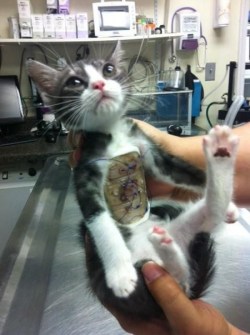 sexskittlesandstilettos:  oh-femme-fatale: “This kitten was born with a deformed rib cage, which directly affected the position of its heart and triggered a series of breathing problems. In this situation, veterinarians put a splint on his chest and