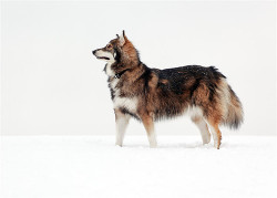 10knotes:   The Utonagan is a breed of dog that resembles a wolf, but in fact is a mix of three breeds of domestic dog: Alaskan Malamute, German Shepherd, and Siberian Husky.   Featured on a 1000Notes.com blog