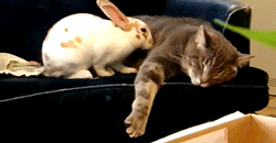 queermotif:  clurrforsure:  notalickofsense:  andreaschoice:  I just died  Omg, the way the bunny just flops down and snuggles up. *dies*  Bunnies flop like that when they are happy/content    Iâ€™ve decided that I need  a rabbit one of these days. :)