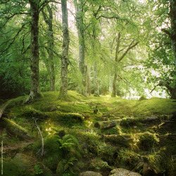 completelydisrespectful:  home-of-amazons:  Forest by ForestGirl  there is drool on my chin 