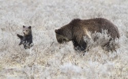 theanimalblog:  A grizzly bear cub appears to wave to the camera while mother digs for food in Yellowstone National Park, Wyoming. Photographer Nate Chappell said: Every so often the cub would stand on its hind legs and appear to wave to people taking