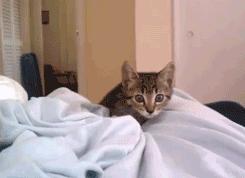 toptumbles:Kitten attack