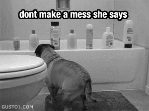 bananapepper33:  dan-morris:  iibrett:     THIS IS THAT SASSY DOG  AHMAHGOD i will forever love this   THIS IS THE BEST SELECTION OF GIF’S I HAVE EVER SEEN.  This is why me and Nat need a pug.  Omg lol  Lol