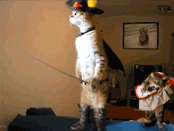 fuzzybearknuckles:  ominousbedroom:  f3tchh:  lucifersnuts:  dustlightandrain:  octopodes-not-octopi:  slipoftheapple:  The cat in the background is the best part.  No, the one in the ceiling is.  this  WAATTT I DIDN’T SEE THE CAT IN THE CEILING BEFORE.