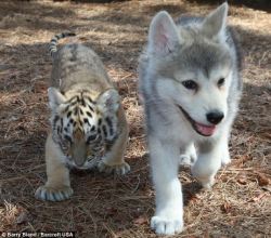 wolfdogs:  BABY WOLF + BABY TIGER = THE CUTEST FRIENDSHIP 