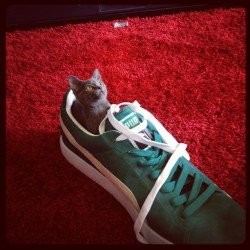 deadmau5:  Worlds smallest kitteh! (Taken with Instagram) 