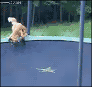 crazed-wolf:  dreams-and-hard-realities:   THEY WERE FIGHTING AND WERE ALL LIKE ARRRR IMMA GET YOU BITCH BUT THEN, WHAT, WHY IS THE FLOOR SO SPRINGY. BETTER TEST IT OUT.  THIS IS THE CUTEST THING EVER OMG  OMG LOL They look soooo cute just doing this!