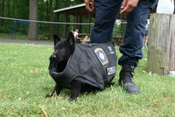 airandangels:  policecars:  Brimfield PD (Ohio) - This is the new puppy at training today….we don’t think the bullet proof vest fits….just yet  BUT HE IS WORKING SO HARD 