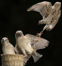 magicalnaturetour:  Stop thief! A sparrow catches the ankle of a winged intruder trying to steal its dinner. Urs Schmidli photographed the birds squabbling in mid-air combat in his back garden in Switzerland.Picture: URS SCHMIDLI / BARCROFT MEDIA via