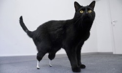 gorillamunchies:engineering-students: Neuro orthopedic surgeon Dr. Noel Fitzpatrick works with biomedical engineers to give new prosthetic paws to the first bionic cat.   those are tiniest little bionic peepaws I’ve ever seen
