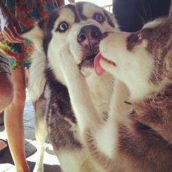 bdgfthings:  continueplease:  After reading that dogs lick the mouths of whomever they feel is in charge, I just feel like this dog is thinking “I CAN’T HANDLE THIS MUCH RESPONSIBILITY.”  Haha..he is shook!! 