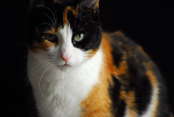 calicoes:  A Calico Cat by Scarlet-Shu on Flickr. 