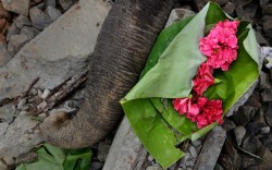 allcreatures:   Flowers offered by villagers lie near the trunk of wild male elephant that was killed after being hit by a train in Kurkuria, east of Gauhati, India  Picture: Anupam Nath/AP (via Pictures of the day: 3 August 2012 - Telegraph) 
