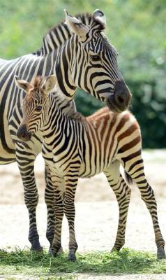 funnywildlife:  Seeing Stripes!! A young zebra stands next to its mother at the Zoologischer Garten zoo in Berlin on July 31. by Christof Stache /Getty Images 