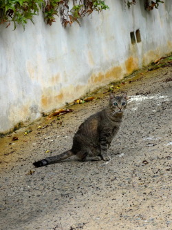 zacharie-the-cattarie:  vexenort:  captainexposition:   xwarbrain:   rats-in-the-walls:   snowmobile-russian:   amyystoberr:   While i was in St. Thomas I saw a cat with the craziest eyes on the side of the road. I feel like if there was a cat that could