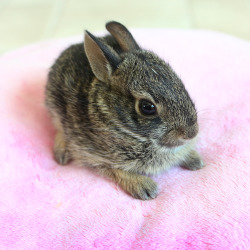 supercute:  Zullala: A four week old cotton tail rabbit. I found him when I was on a walk. A dog was chasing him.  The owner got the dog and the rabbit got away. But he looked awfully skinny. So I took him home and fed him for a week, then I let him