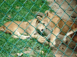 Cachorros de León del zoológico de Caricuao 