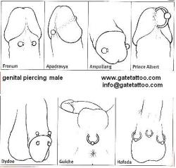 beholdthegorgeouspiercings:  Male genital piercing reference