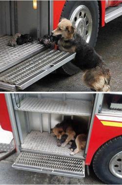 jeehfradique:  Olhem esta imagem maravilhosa dessa mamãe, que salvou os seus filhotes de um incêndio em uma casa (TEMUCO -CHILE), Levando-os um por um até o carro dos bombeiros!