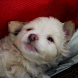 im-cool-like-that:  Cute Little Fluffy Puppy   