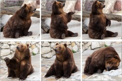 magpieandcompany:  phototoartguy:  Matthew Stepnykh Mikhalych :: :: Animals :: Gallery :: Club Foto.ru @club.foto.ru  HEYYY!~ YOU NEED TO STOP. YEAH. .. UH. STOP. YOU’RE STOPPING, RIGHT? … NOPE.   Bears are way too adorable for something that can