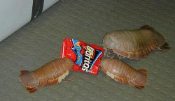 carcharodon13:  theun-sj:i-can-solve-a-rubiks-cube:girlatsunrise:sebuttstian:merksmirs:paulyoptosaurus:accio-avengers:wollipyos:  asexuals:  What are those?  Those are Doritos.  seriously though, what the fuck are those?!  doritos. its an old bag design