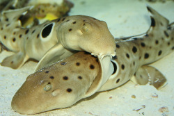 shark-ray:  i think every once in a while, shark week should do some specials on smaller and equally amazing sharks. like these epaulette sharks!  Hemiscyllium ocellatum  PRECIOUS BABIES.