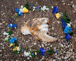 stuttters:  heather-chandler: Emma Kisiel holds a bachelor of fine arts with an emphasis in photography from the University of Colorado Denver. “At Rest” is a photographic series depicting roadkill on American highways and addressing our human fear