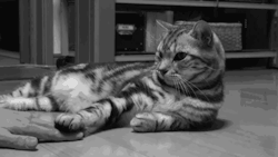 lioni-niru:  Humano: Escúchame… Gato: no, escúchame tú… 